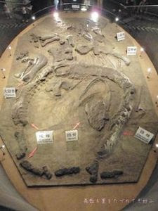 恐竜博物館07.JPG