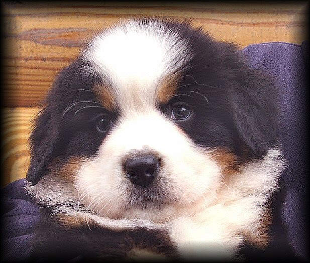 Bernese Mountain Dog Puppy For Sale Near Me petfinder