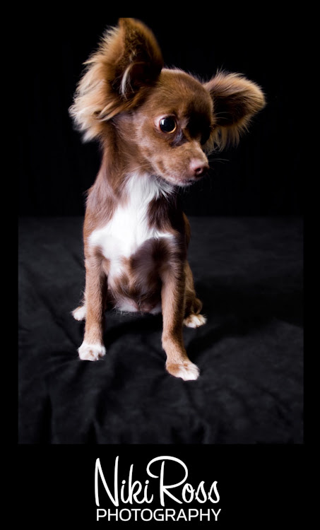 ears