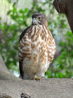 鳳頭蒼鷹/無限台南