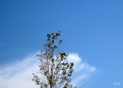 blue sky