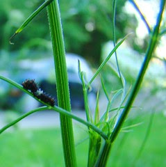 black swallowtail cat first instar