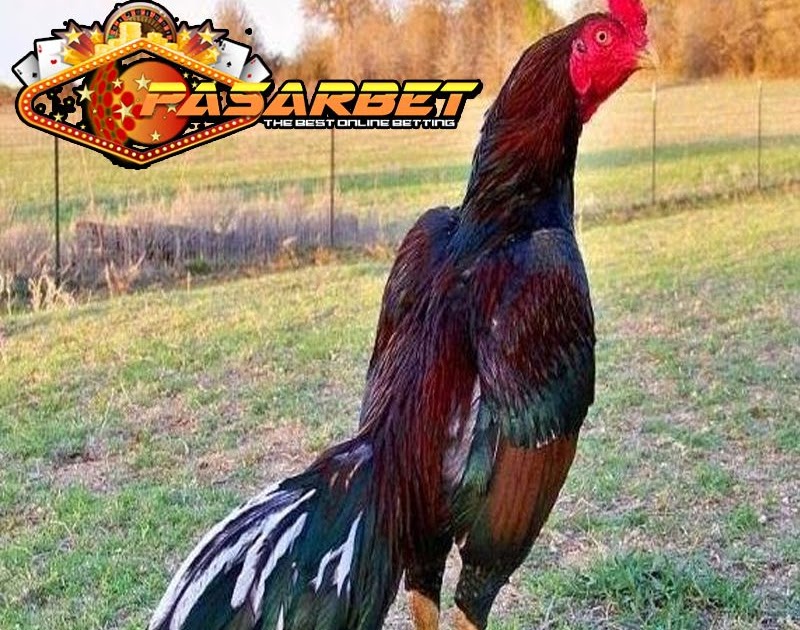 Ayam Shamo Ayam Mania