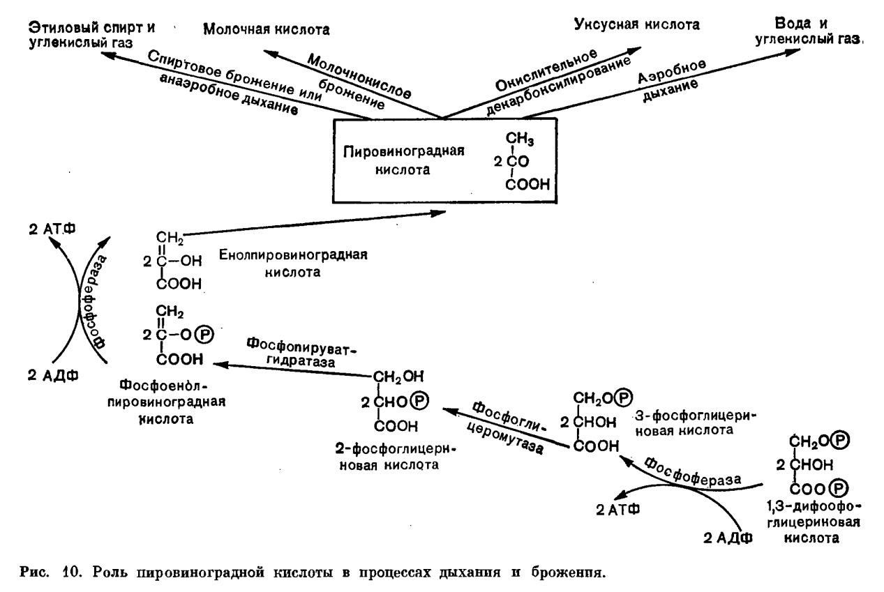 Аэробного клеточного дыхания. Анаэробная фаза дыхания схема. Схема аэробного дыхания бактерий. Схема аэробного дыхания микроорганизмов. Механизм аэробного дыхания.