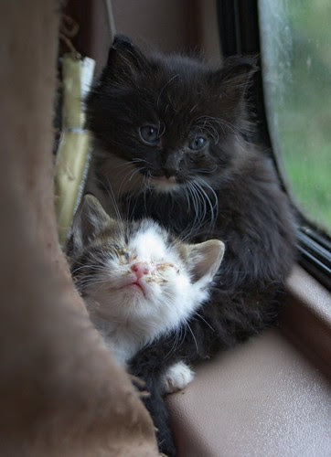 Captured ... Kittens