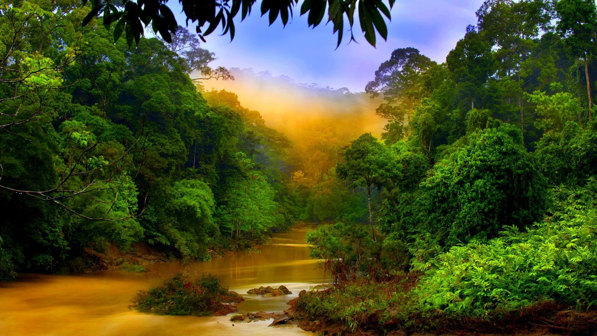 HD Download Wallpaper Hutan Hd | Download Koleksi Wallpaper For Android