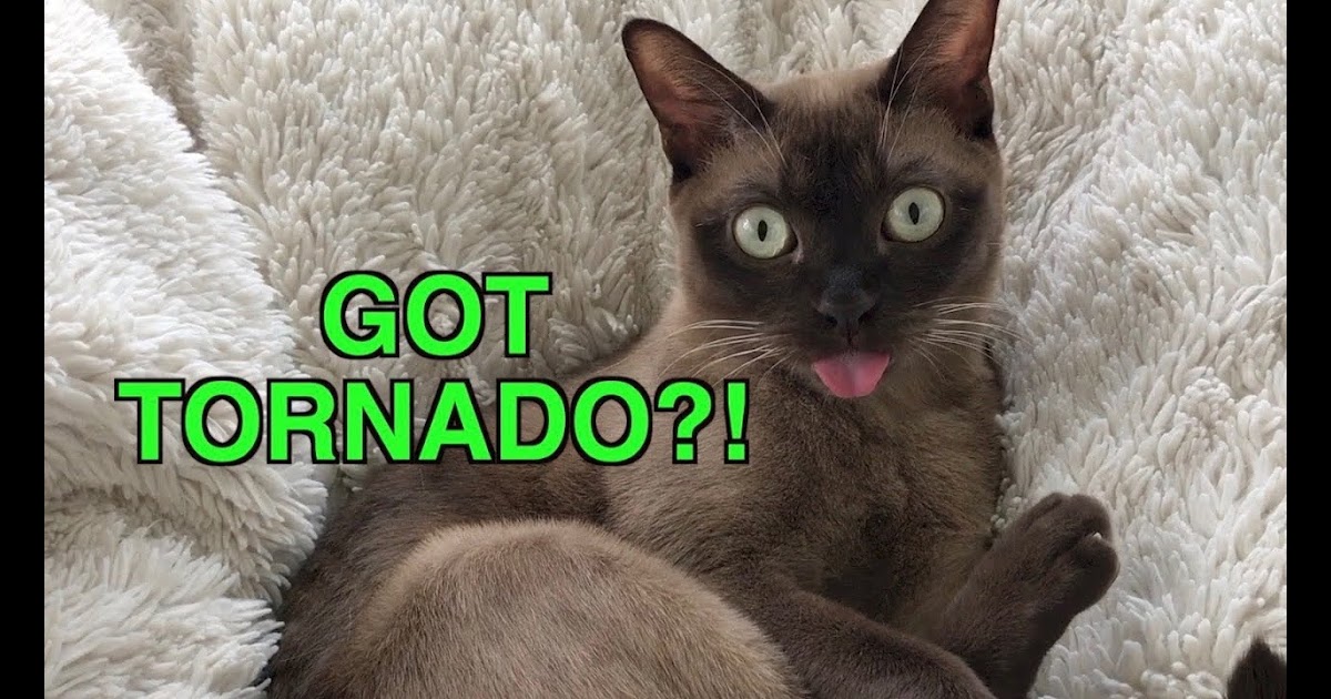 Get Musically Hearts 24h Tornado Siren Cat Reacts To Emergency Warning Alert System Cute Funny Cat Blep Cute Burmese Cat