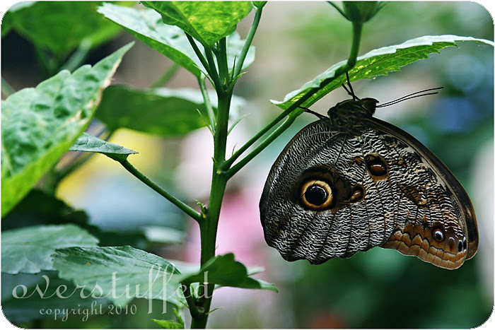 Giant Owl Butterfly