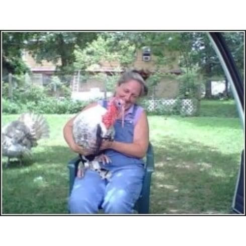 Lap Turkey