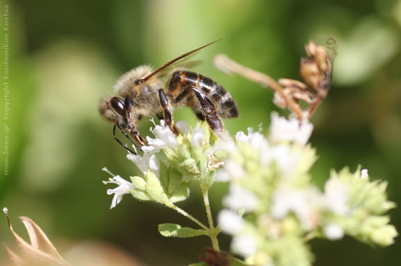 Ρίγανη (Ορίγανον το κοινόν) Origanum vulgare Ρίγανη (Ορίγανον το κοινόν) Origanum vulgare