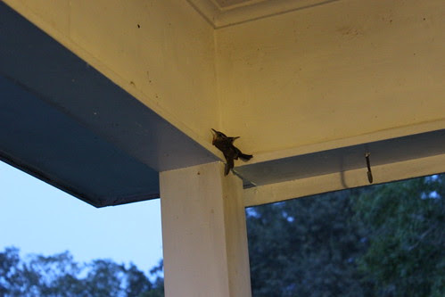 Birds in the Carport