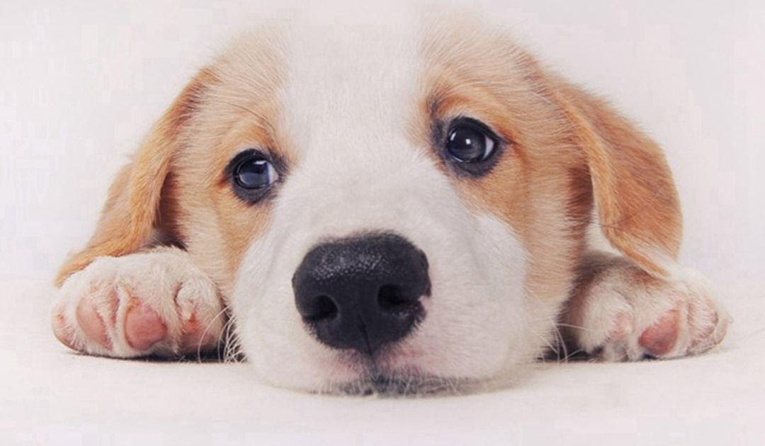 Iphone 6 Cute Dog Wallpaper Hd - PetsWall