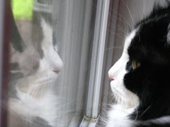 Josie and Josie