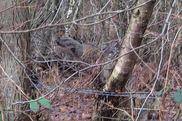 IMG_3139 Wild boar in woodland