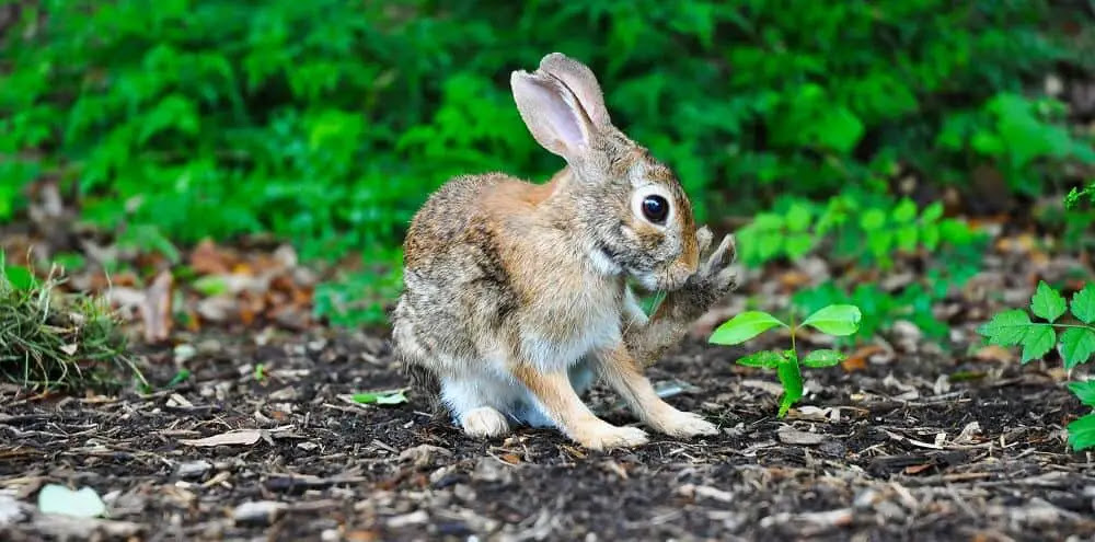 4 Reasons Rabbits Keep Coming Back To Your Yard