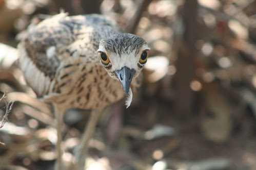 Curlew