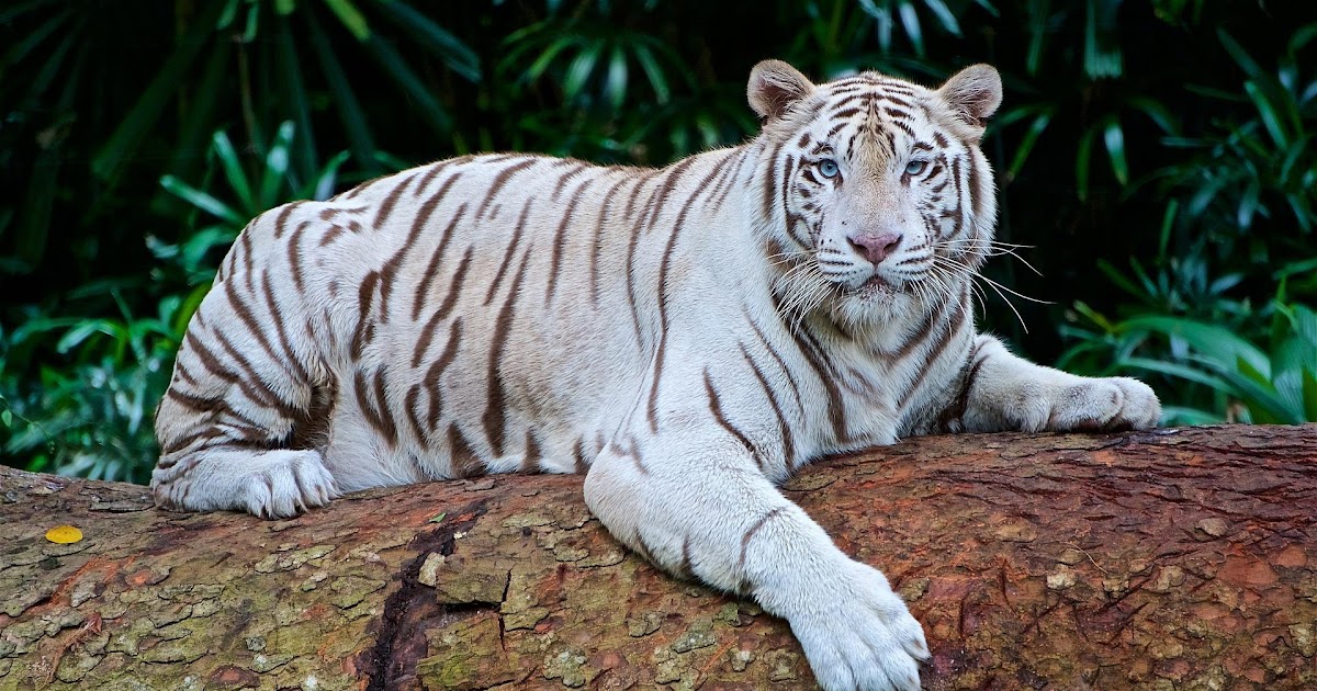 Bengal Tiger Roblox | List Of Codes For Roblox Adopt Me 2019