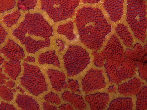 Starfish close up