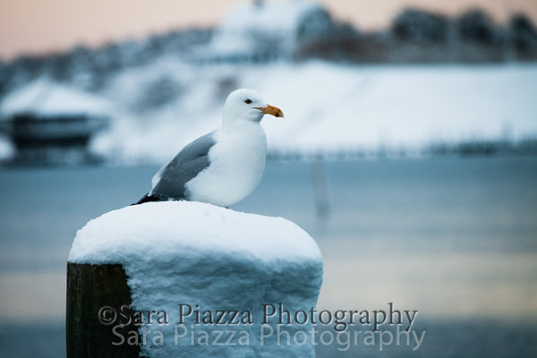 Edgartown News, spring snow, sara piazza photography