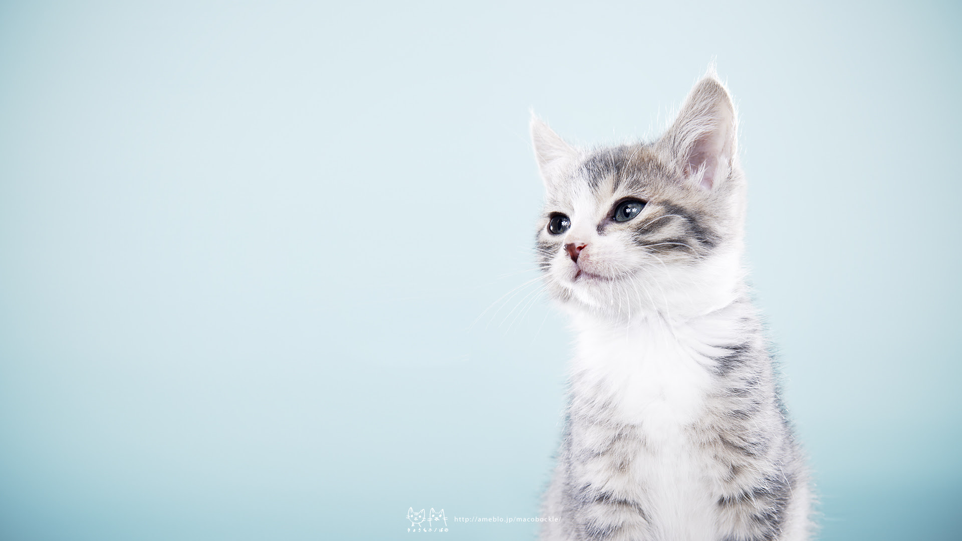 ベストコレクション 壁紙 19x1080 猫 壁紙 19x1080 猫