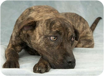 Plott Hound Pitbull Mix Brindle Puppy - loklok109