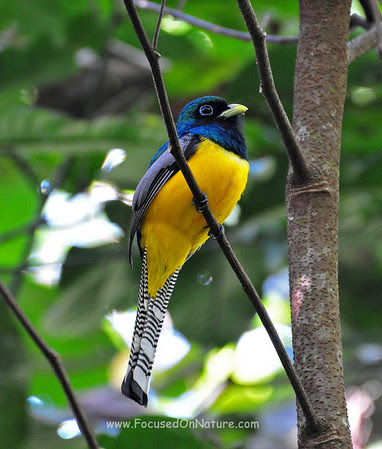 trogon