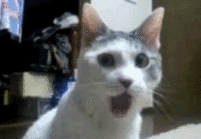 animation my edit gif