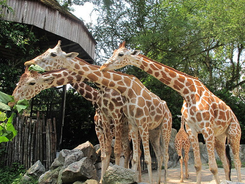Zoo Negara