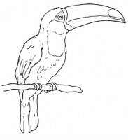Disegni Da Colorare Animali Ovipari Coloratutto Website