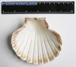 Pecten maximus,