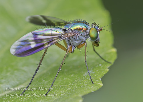 hisham's macro rig sample images long legged fly 8029656439_c1d1b6a603_b copy