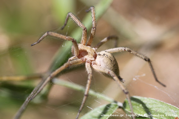 spider1 spider