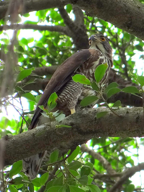 鳳頭蒼鷹/無限台南