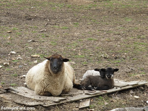 Lamb cute (1) FLB and her twins - FarmgirlFare.com