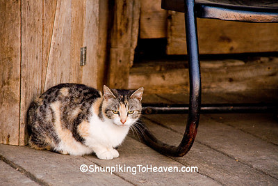 Calico Cat on the Porch of Penn's Store, Casey County, Kentucky (at the Boyle County Line)