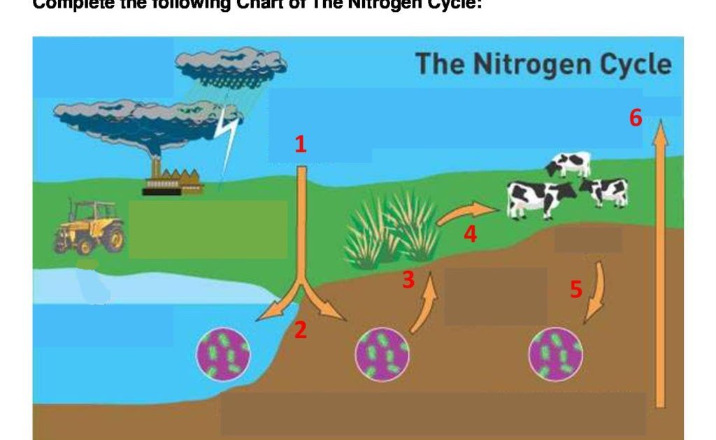 Nitrogen Cycle Worksheet Pdf - worksheet