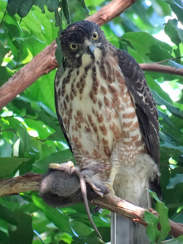 鳳頭蒼鷹/無限台南