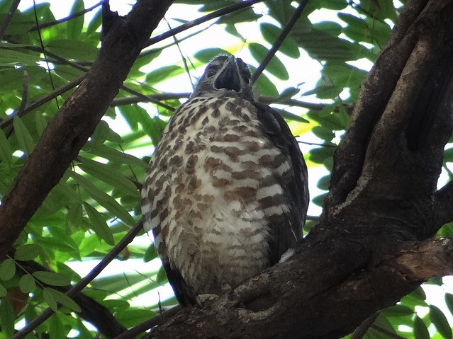 鳳頭蒼鷹/無限台南