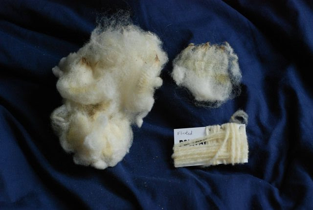 Polypay sheep fleece samples and handspun woollen yarn