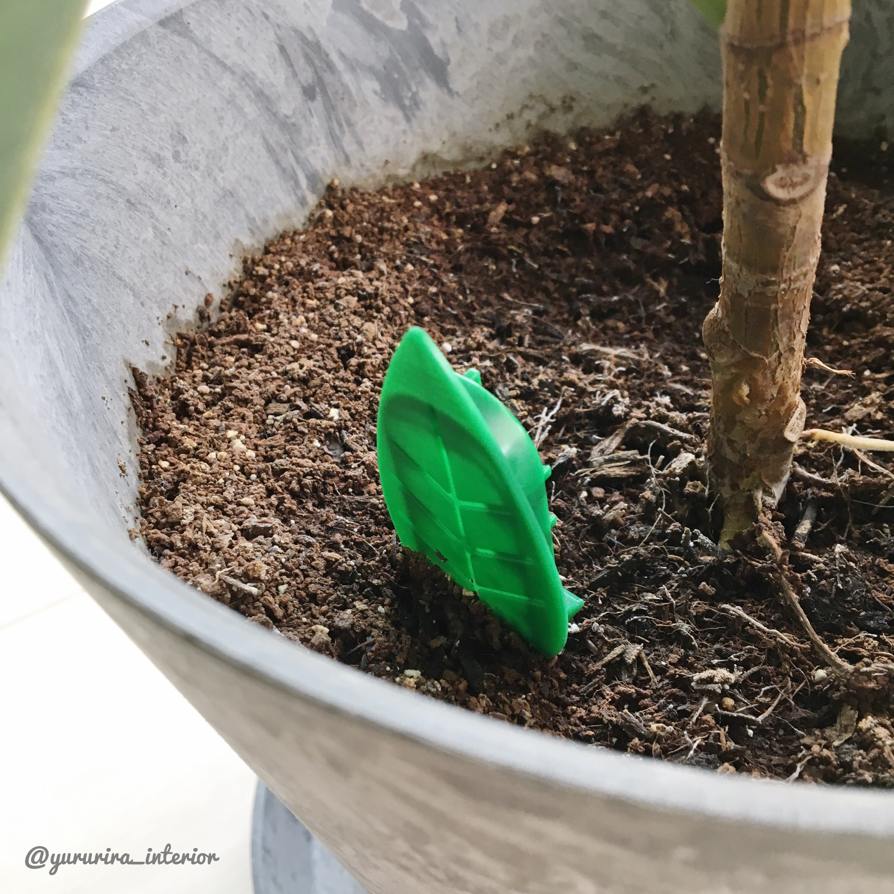 すべての美しい花の画像 75 観葉植物 コバエ 殺虫剤