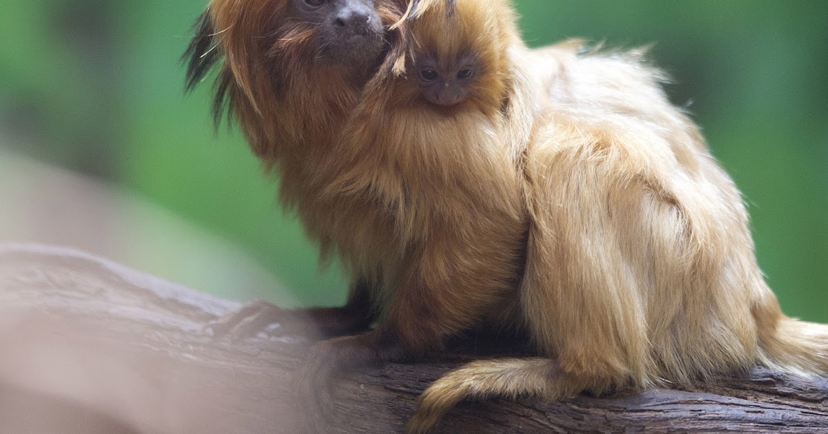 all about rare animals | unique animals and more....: Rarest Animal