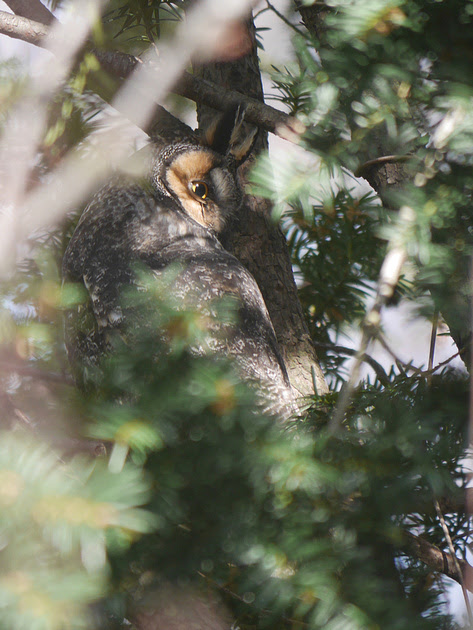 Ed Gaillard: recent &emdash; Long-Eared Owl, Central Park