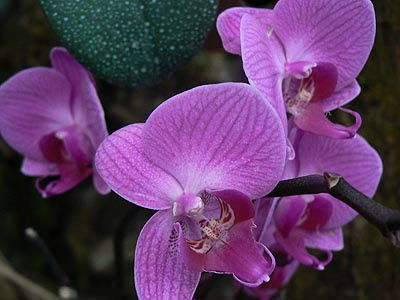 orchidée.jpg
