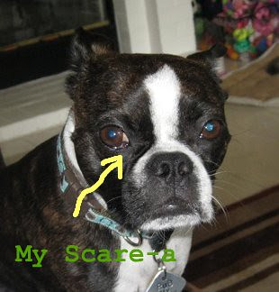 scare-a