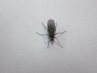 家 小さい虫 大量発生 Hōmuaidea