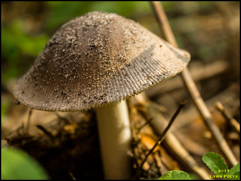 Mushroom Mushroom