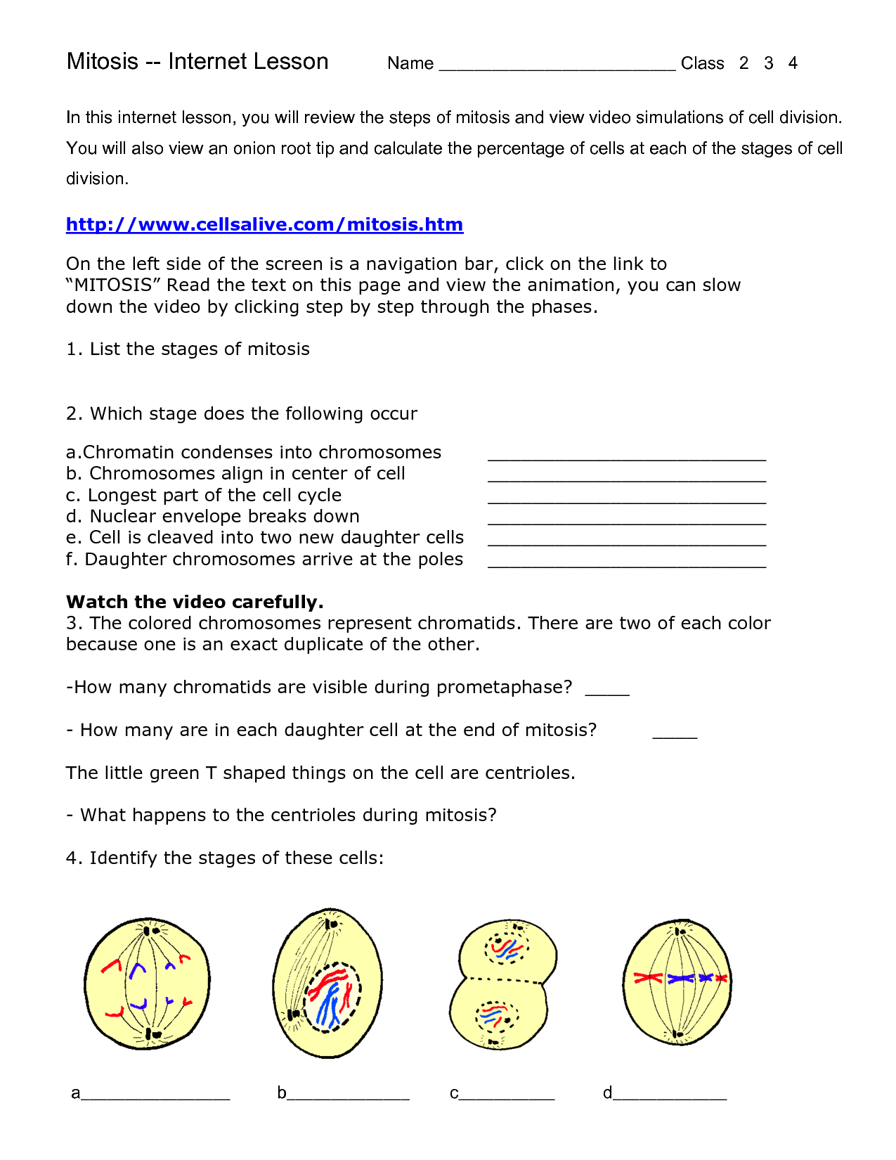 meiosis-worksheet-answer-key-biology-corner