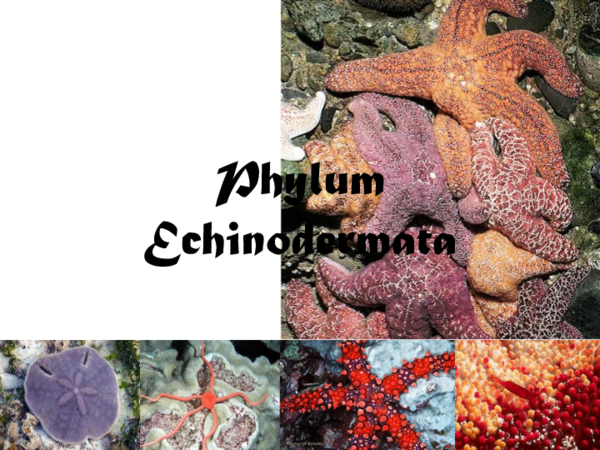  Mengapa  Echinodermata Disebut  Sebagai Hewan  Pembersih 