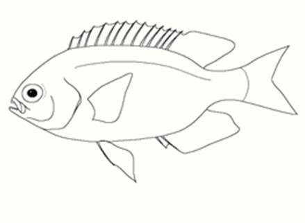 Fish Information INDONESIA Ikan Karang 4 Fish Information INDONESIA Ikan Karang 4