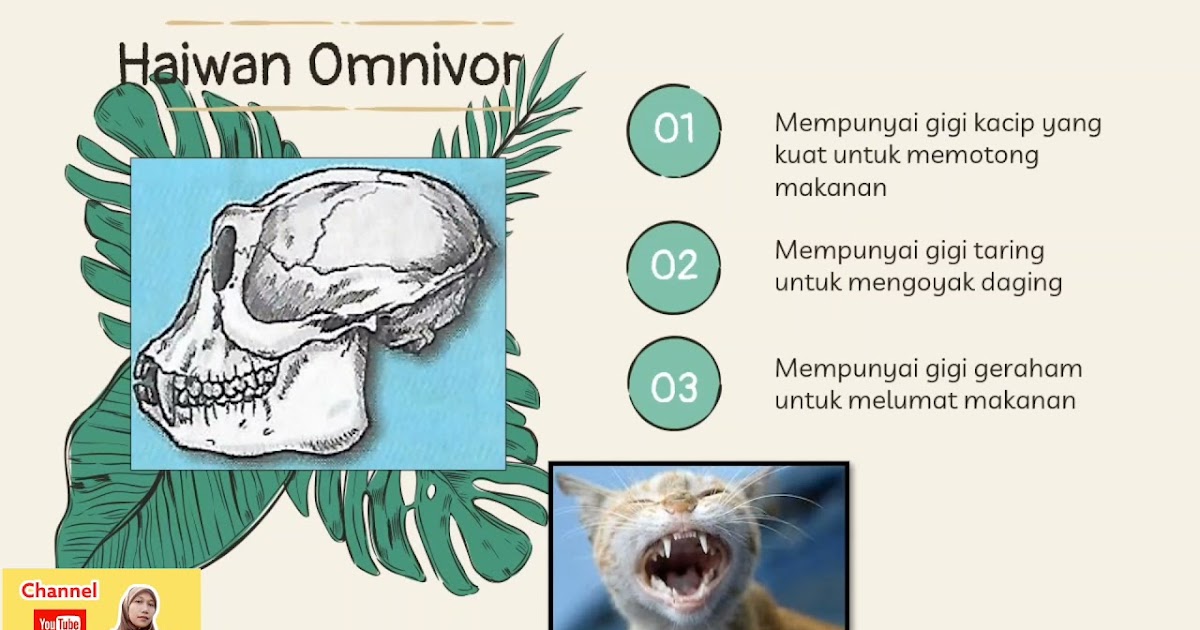 Sains Tahun 3 Gigi Haiwan  Sains Tahun 3 Haiwan Kelas Cikgu Zaidani